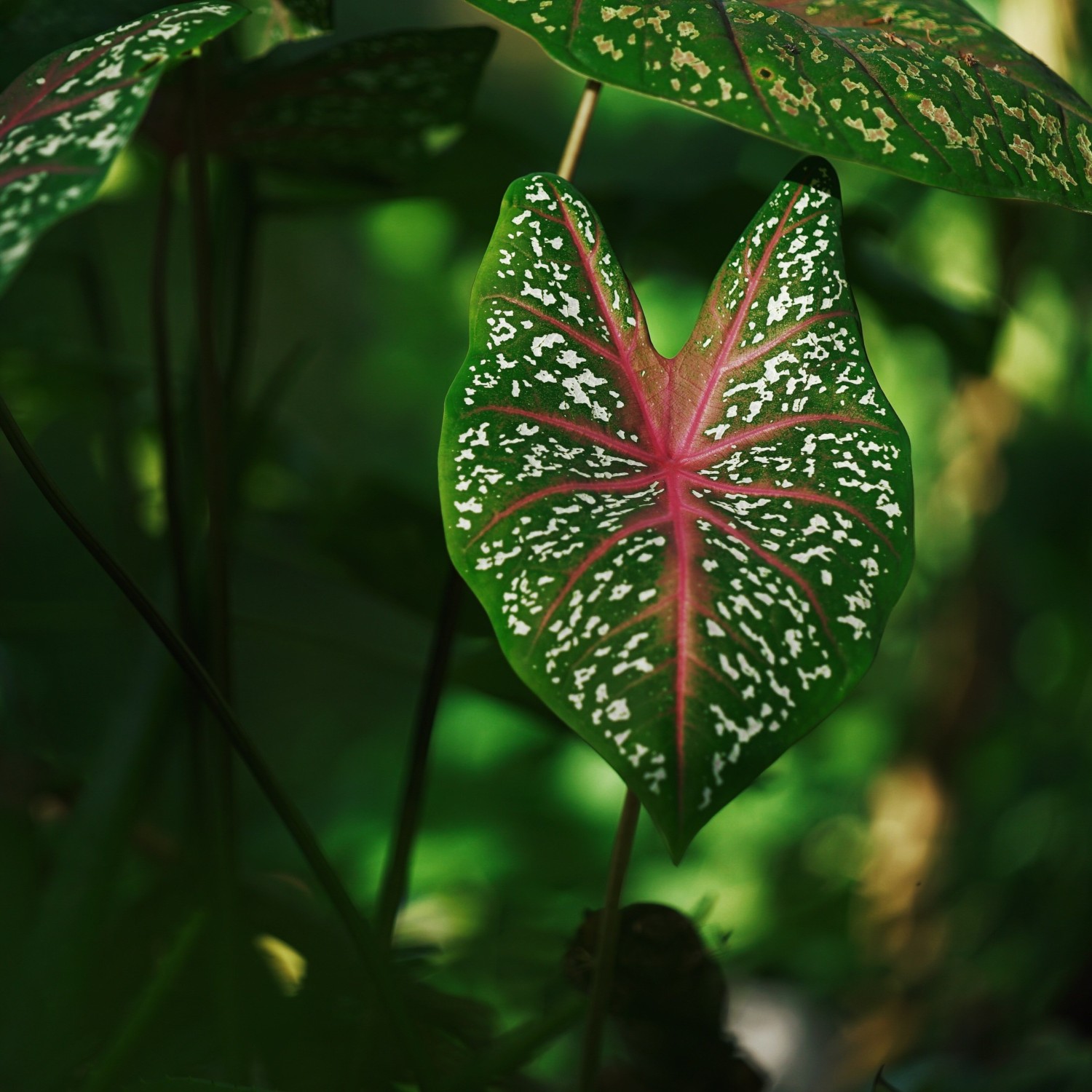 atelier plante entretien bouturage plantation jardinage spray repulsif insectes interieur exterieur animation mini-ateliers rouen normandie le havre caen evreux barentin